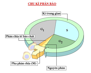 Chu ki te bao